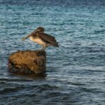 Cazare Murighiol în Delta Dunării – porți spre canale și lacuri