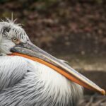 Excursii Murighiol în Delta Dunării – plecări zilnice spre canale