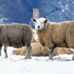 SEO pentru nișe locale mici: cum domini rezultatele într-o zonă limitată